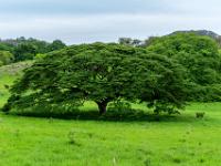 Markanter Regenbaum mit breiter Krone, ein Mimosengewächs